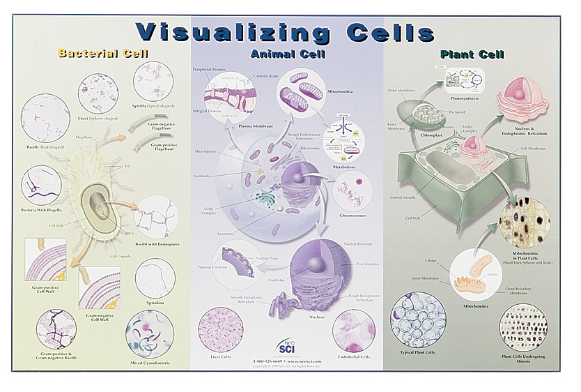Visualizing Cells Posters for Biology and Life Science