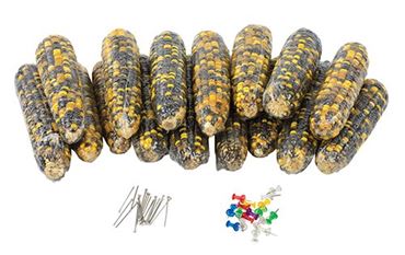 Corn Genetics Laboratory Kit for Biology and Life Science