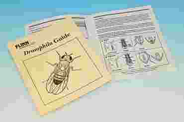 Flinn Drosophila Guide Book and Lab Manual
