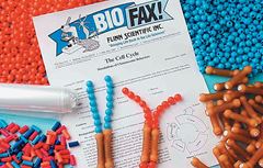 The Cell Cycle and Simulation of Chromosome Behaviors Activity Kit for Biology and Life Science