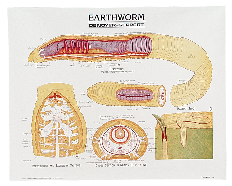 Earthworm Anatomy Chart