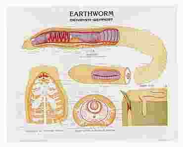 Earthworm Anatomy Chart for Biology and Life Science