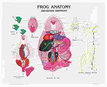Frog Anatomy Chart for Biology and Life Science