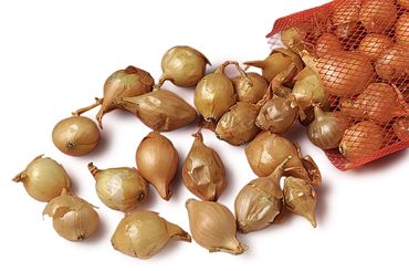 Onion Bulb Set for Biology and Life Science