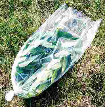 Large Specimen Bags