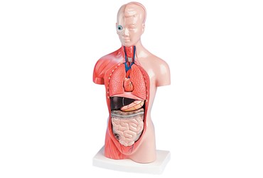 Mini Torso Model for Anatomy Studies