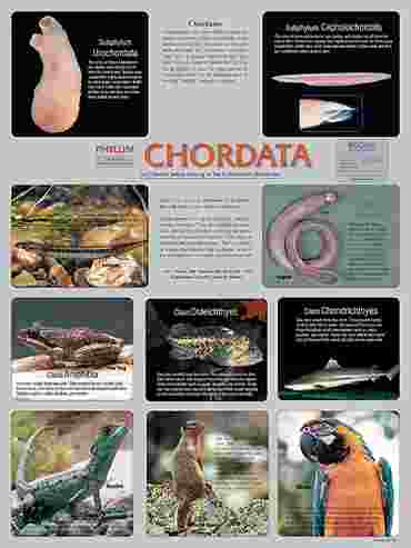 Pond and Smaller Microlife Poster for Biology and Life Science