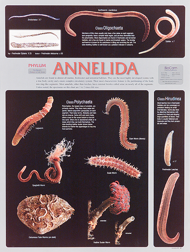 Annelida Phylum Poster | Flinn Scientific