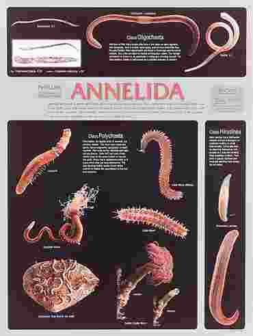 Pond and Smaller Microlife Poster for Biology and Life Science