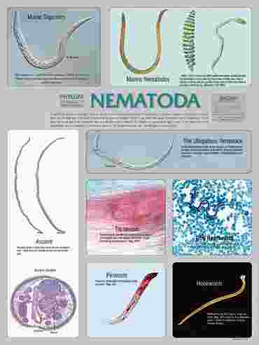 Pond and Smaller Microlife Poster for Biology and Life Science