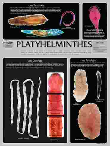 Pond and Smaller Microlife Poster for Biology and Life Science