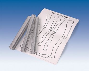 Forensics Bones Anatomy Activity Kit