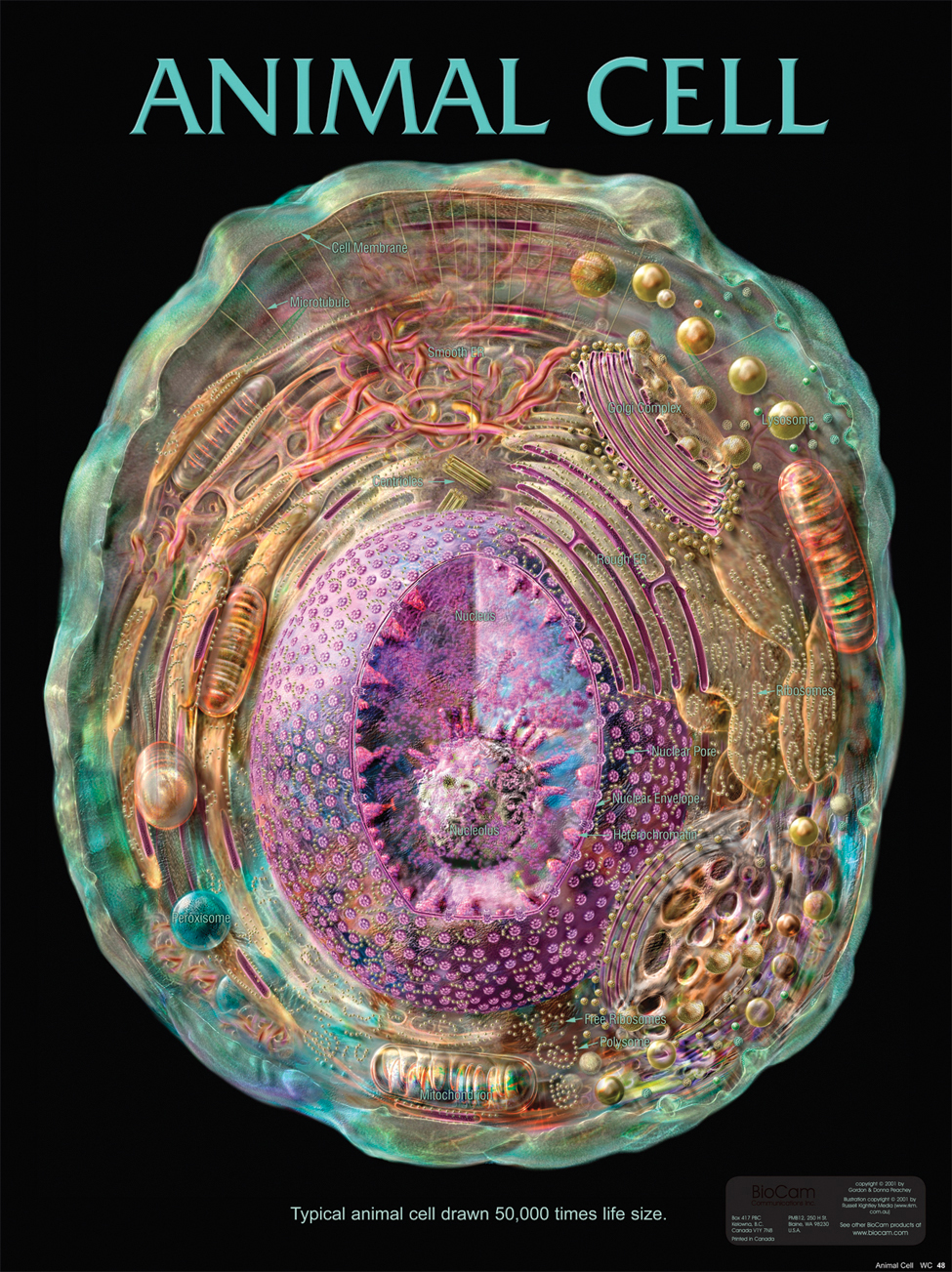 Animal Cell Poster | Flinn Scientific Animal Cell Poster | Flinn Scientific