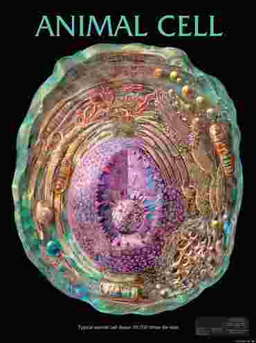 Animcal Cell Poster for Biology and Life Science