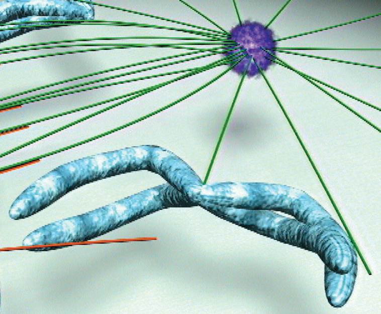 Cell Division, Mitosis, Meiosis and Cytokinesis DVD for Biology and Life Science