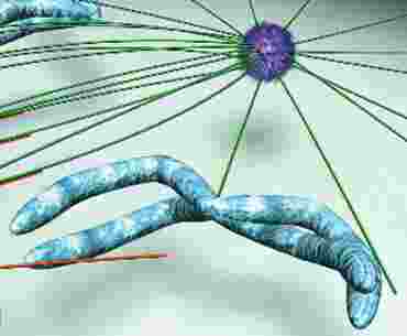 Cell Division, Mitosis, Meiosis and Cytokinesis DVD for Biology and Life Science