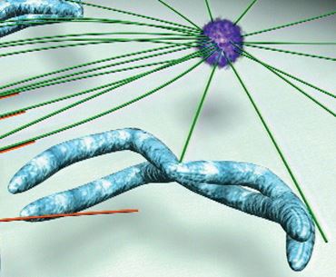 Cell Division, Mitosis, Meiosis and Cytokinesis DVD for Biology and Life Science