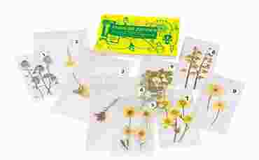 Wildflower Identification Activity Kit for Biology and Life Science