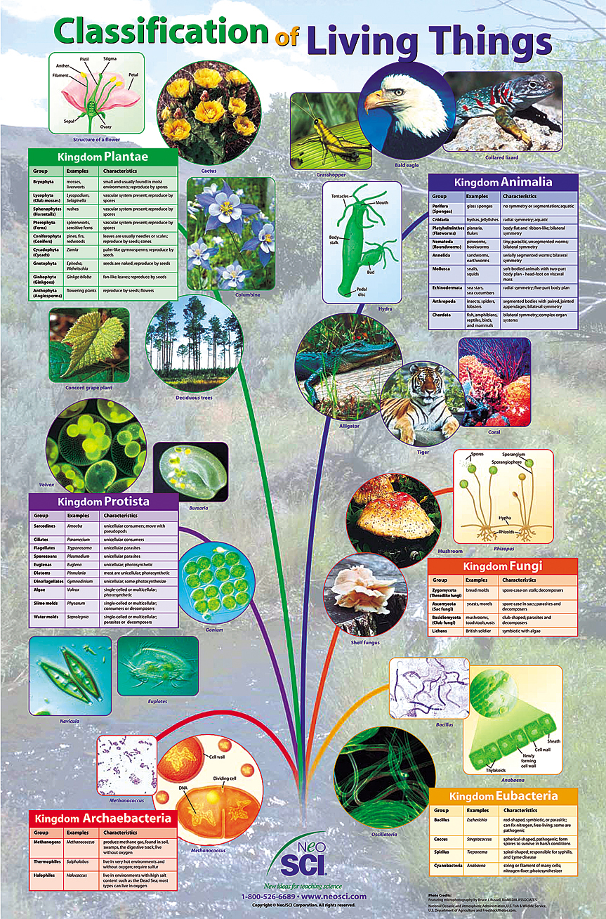 Classification of Living Things Posters for Biology and Life Science