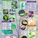 Classification of Living Things Poster for Biology and Life Science