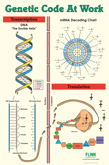 Genetic Code Poster for Biology and Life Science