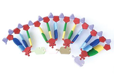 RNA Transcription and Translation Set for Biology and Life Science