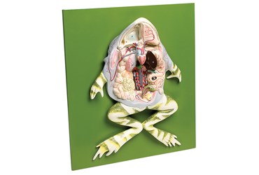 Frog Dissection Model For Biology and Life Science