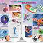 Viruses and Bacteria Poster for Biology and Life Science