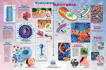 Viruses and Bacteria Poster for Biology and Life Science