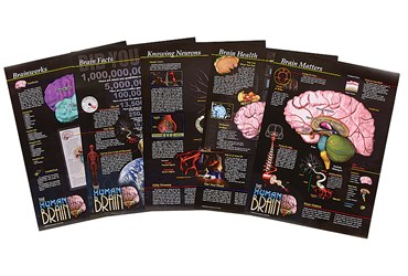 Human Brain Poster Series