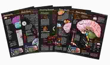 Human Brain Poster Series