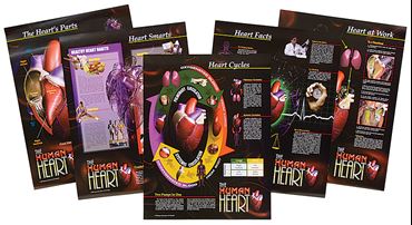 Human Heart Poster Series