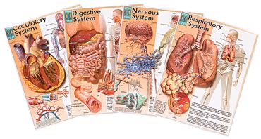 Human Body Systems Poster Series for Anatomy Studies