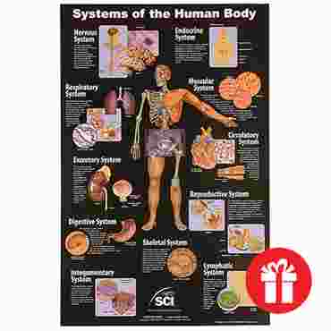 Systems of the Human Body Chart