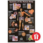 Systems of the Human Body Chart