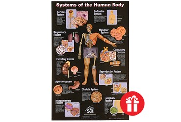 Systems of the Human Body Chart