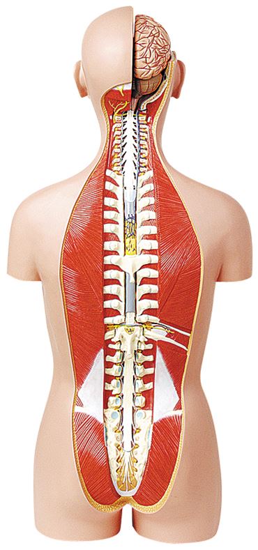Torso Model with 27 Parts, Dual Sex and Open Spine/Back for Anatomy Studies