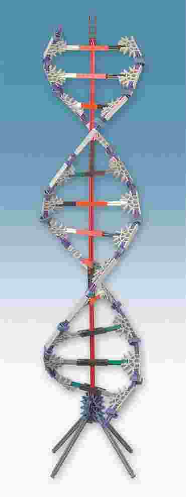 DNA Replication and Transcription Set for Biology and Life Science