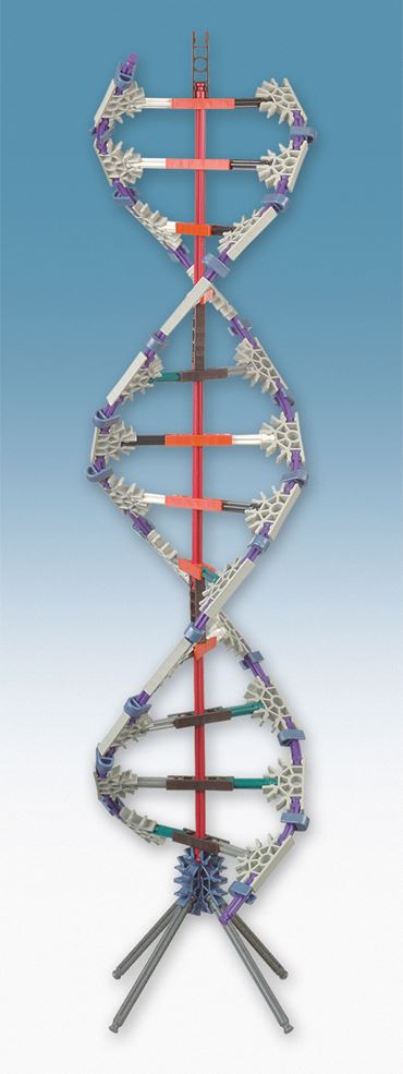 DNA Replication and Transcription Set for Biology and Life Science