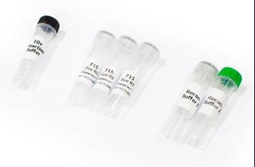 Eco RI Dryzyme® Restriction Enzyme