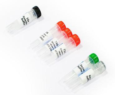 Eco RI Dryzyme® Restriction Enzyme