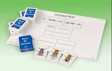 Fruit Fly (Drosophila) Genetics Simulation Kit for Biology and Life Science