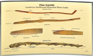 Loligo Squid Dissection Photo Guide for Biology and Life Science