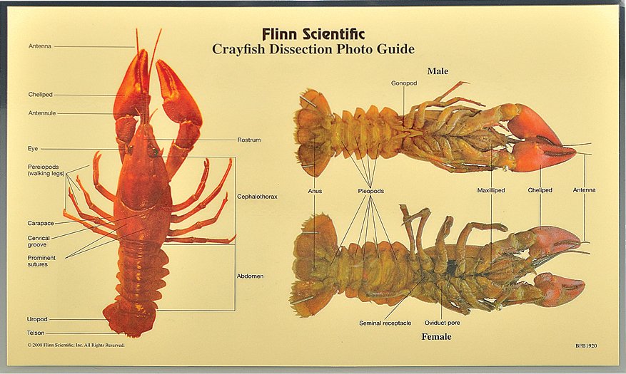 Crayfish Dissection Photo Guide Pkg Of 5
