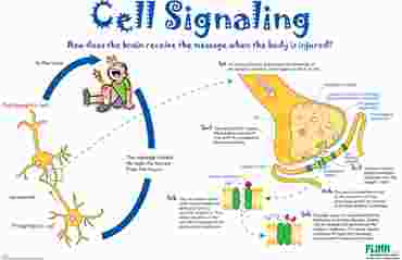 Cell Signaling Poster for Biology and Life Science
