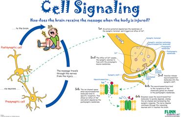 Cell Signaling Poster for Biology and Life Science