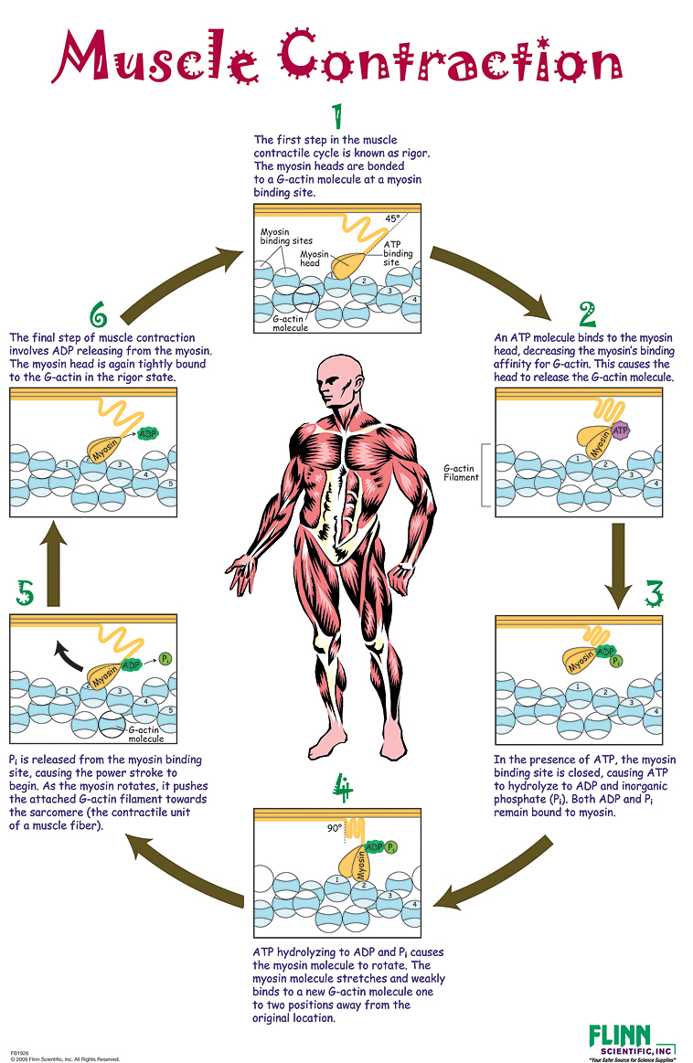 Muscle Contraction Poster Flinn Scientific Muscle Contraction Poster Flinn Scientific