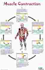 Muscle Contraction Poster for Anatomy Studies