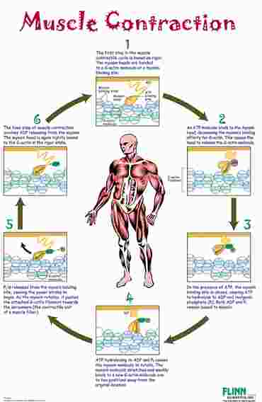 Muscle Contraction Poster for Anatomy Studies