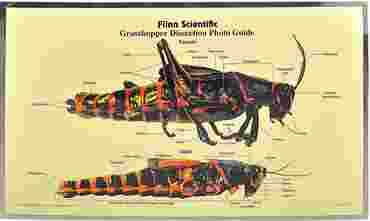 Loligo Squid Dissection Photo Guide for Biology and Life Science